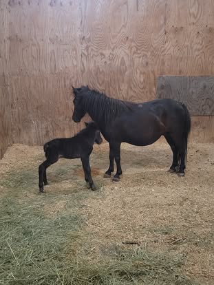 Newborn Bailey standing beside his dam