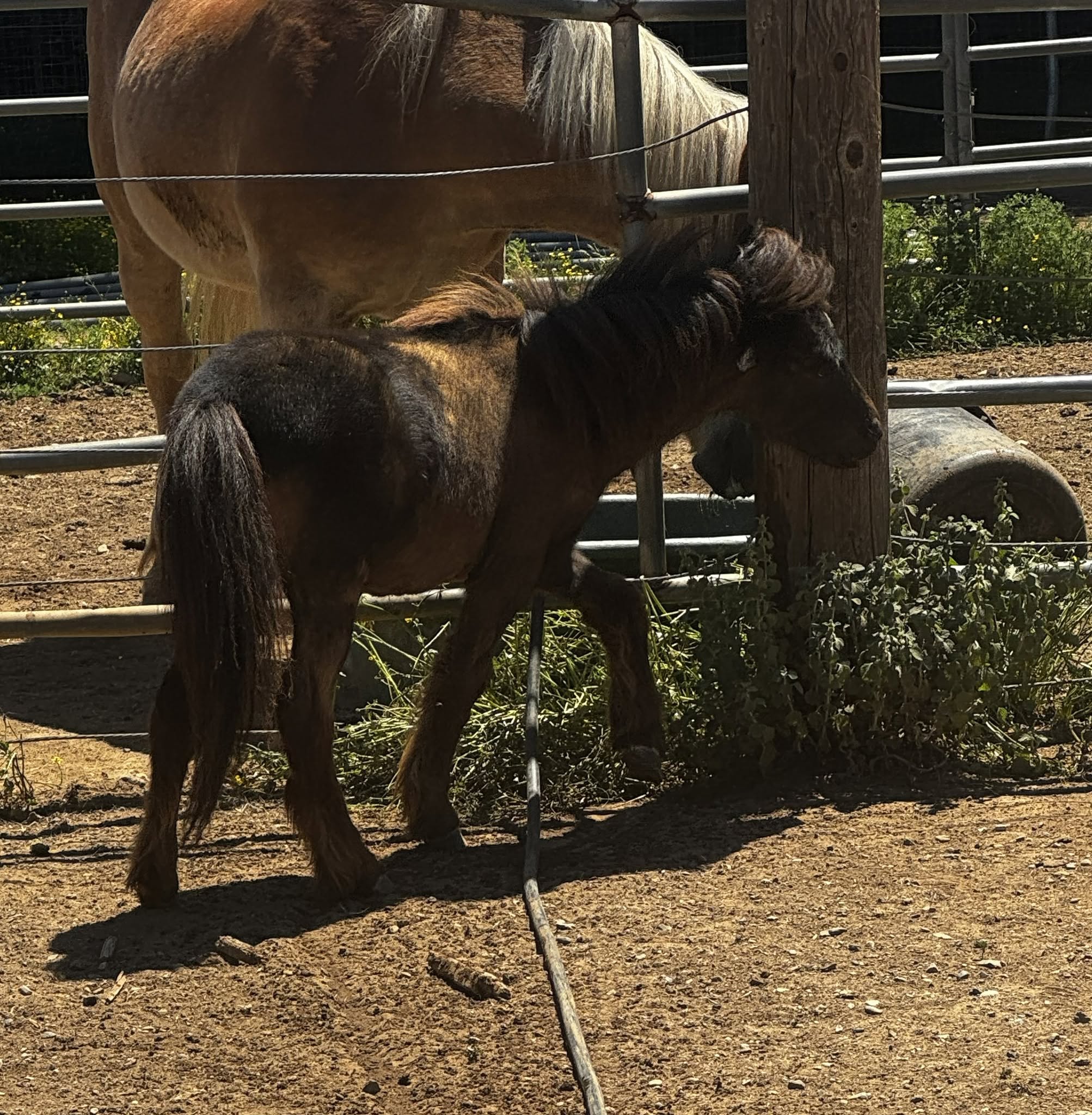 Bailey standing in the sunny farm paddock