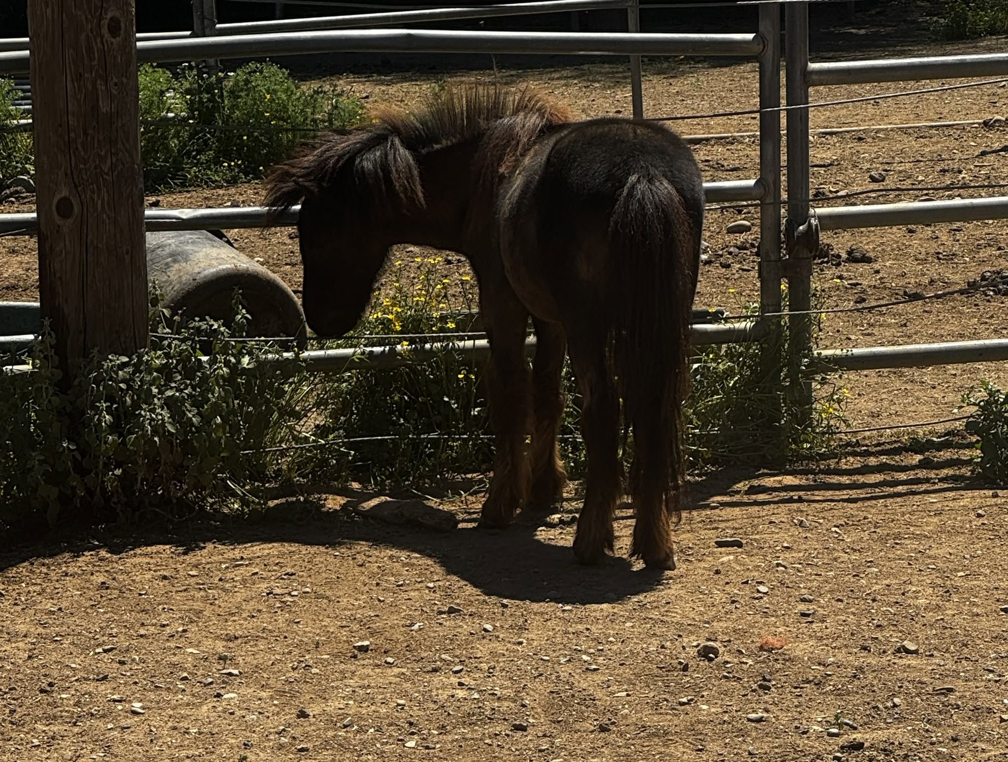 Bailey standing in the sunny paddock