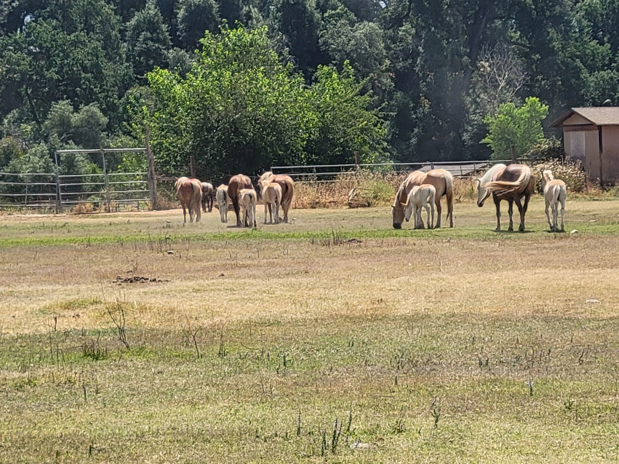 Haflingers available