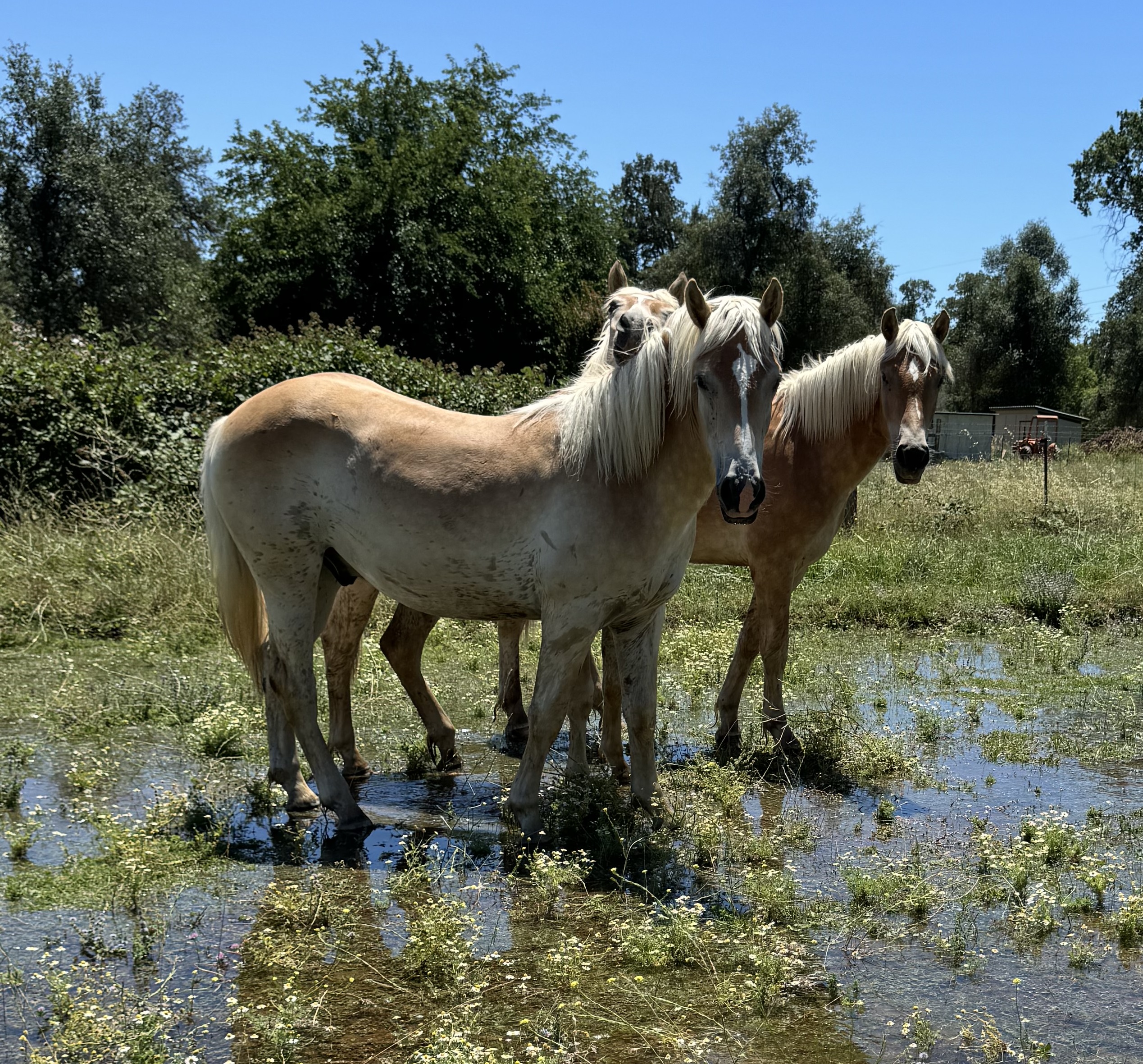 Three Haflinger horses standing together in a flowered pasture