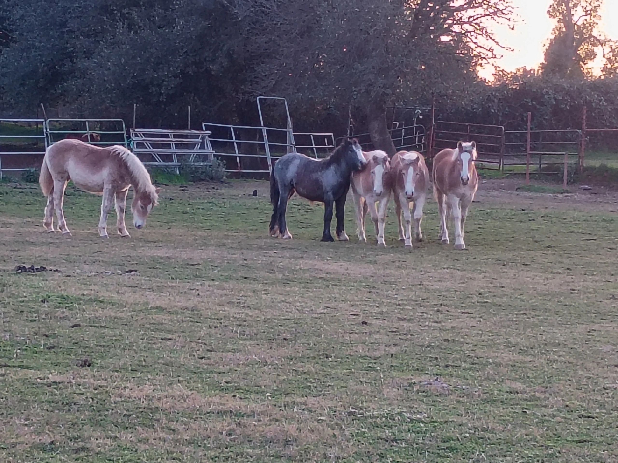 Holly's horses together in the pasture near sunset