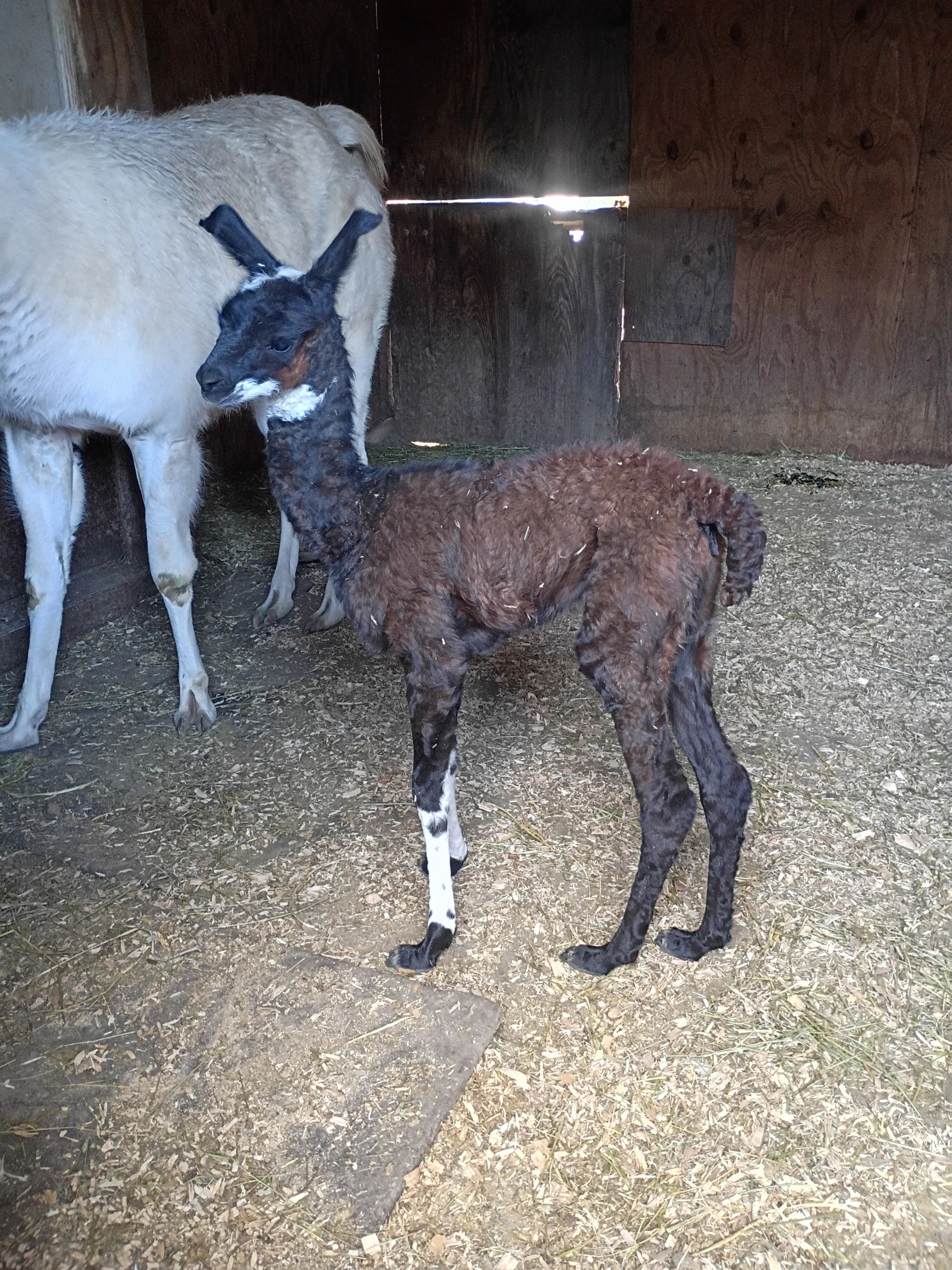 A gentle llama standing at Holly's Redding farm