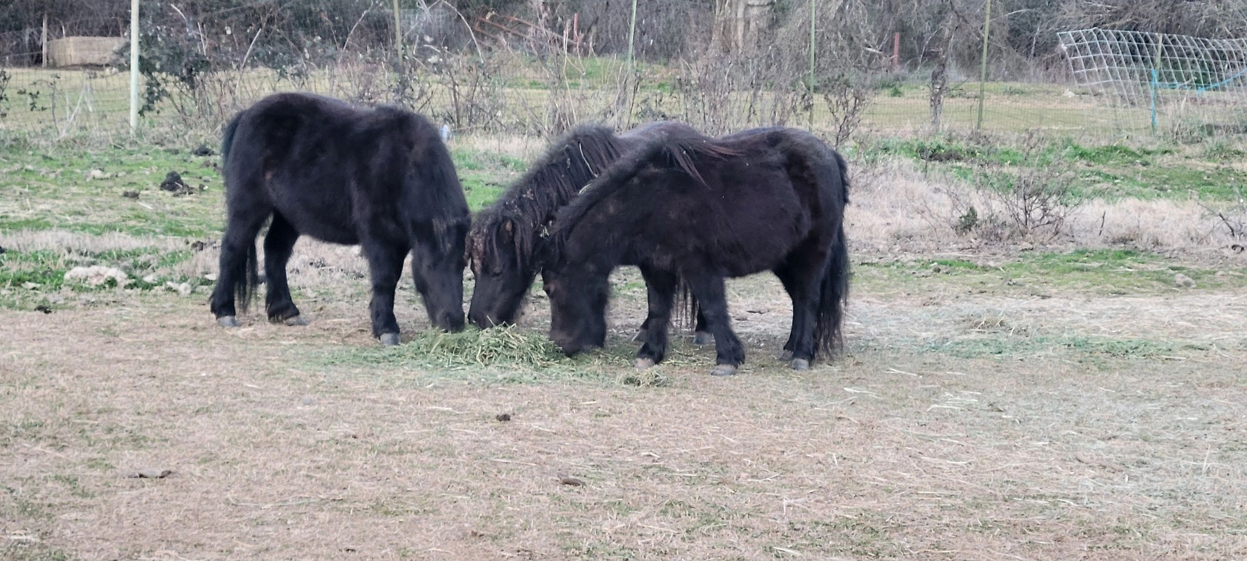 Minis & other horses