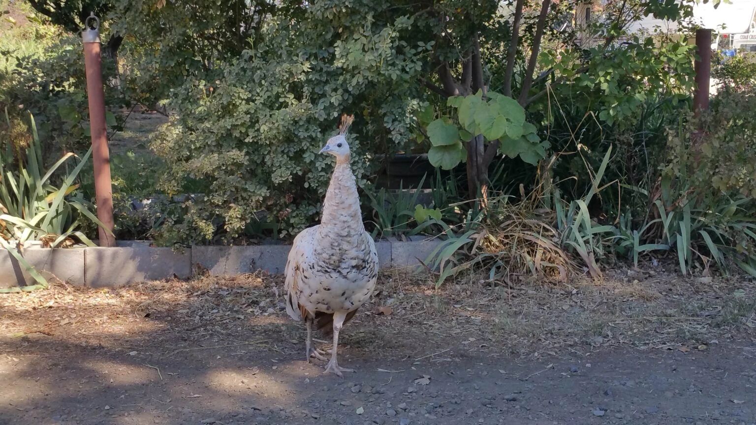 An Indian blue peacock displaying its tail at Holly's aviary