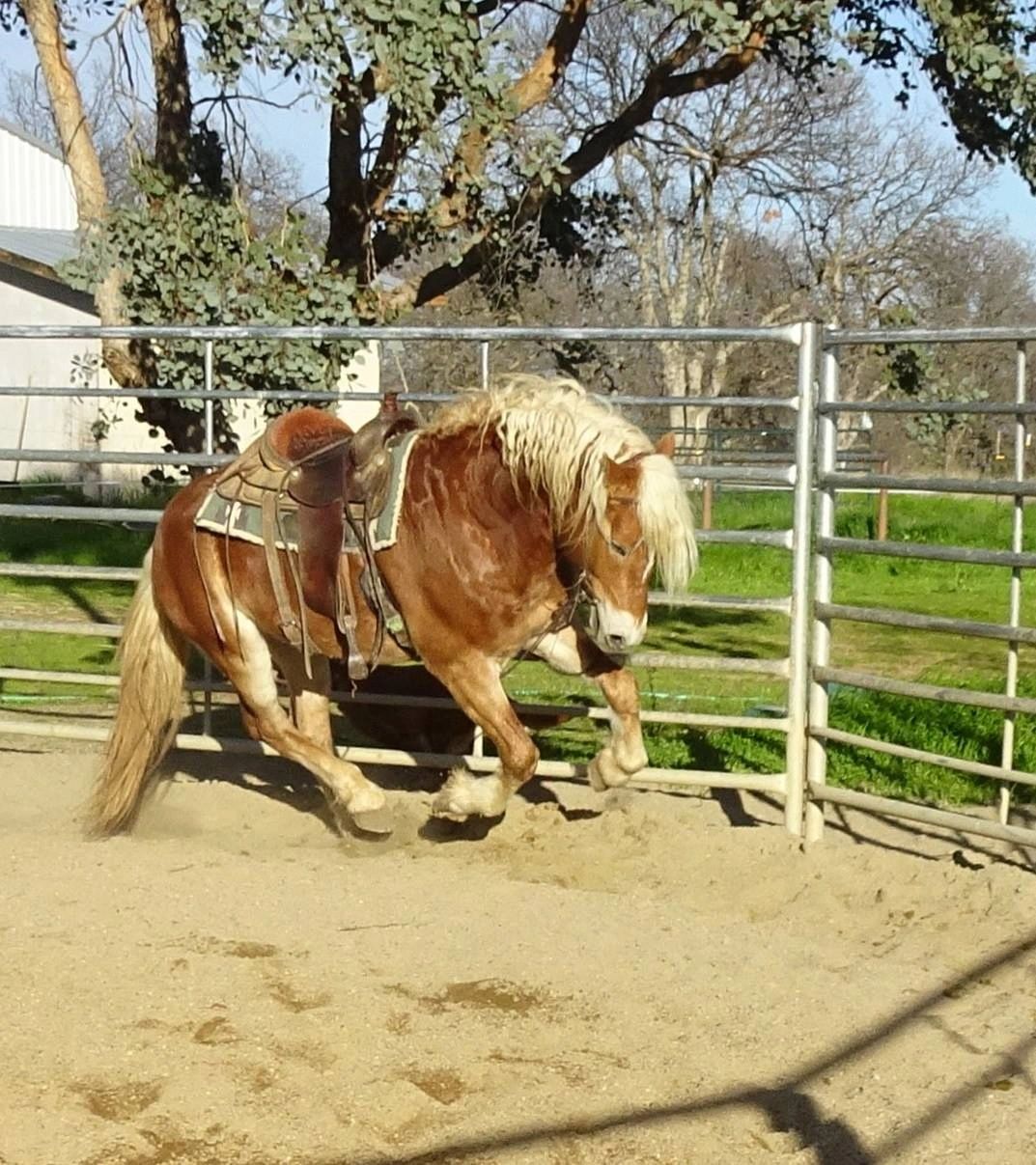 A registered Haflinger moving under saddle in Holly's training arena